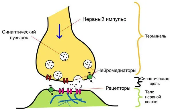 Созависимые отношения что это 12