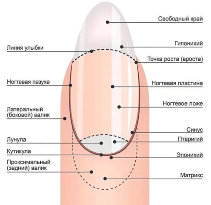 Сколько держатся накладные ногти 5