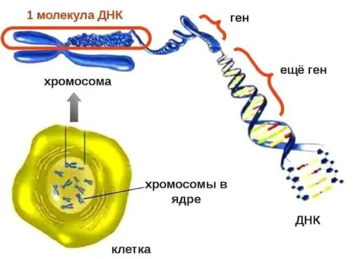 Лазерная эпиляция как действует 19