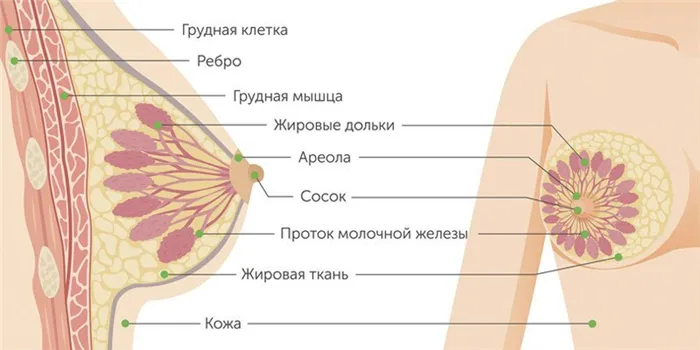 От чего растут сиськи 3