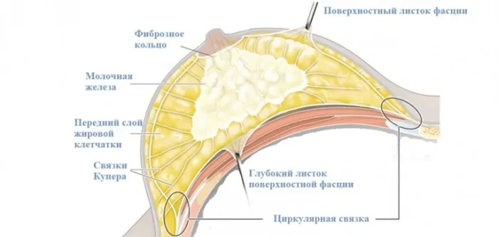 От чего растут сиськи 4