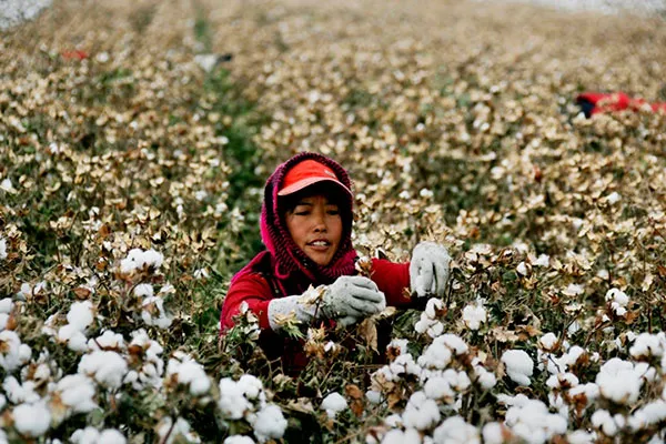 Хлопок Xinjiang для денима