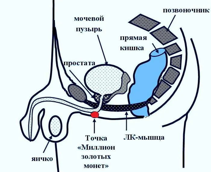 Упражнения Кегеля