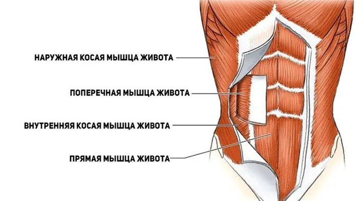 мышцы пресса