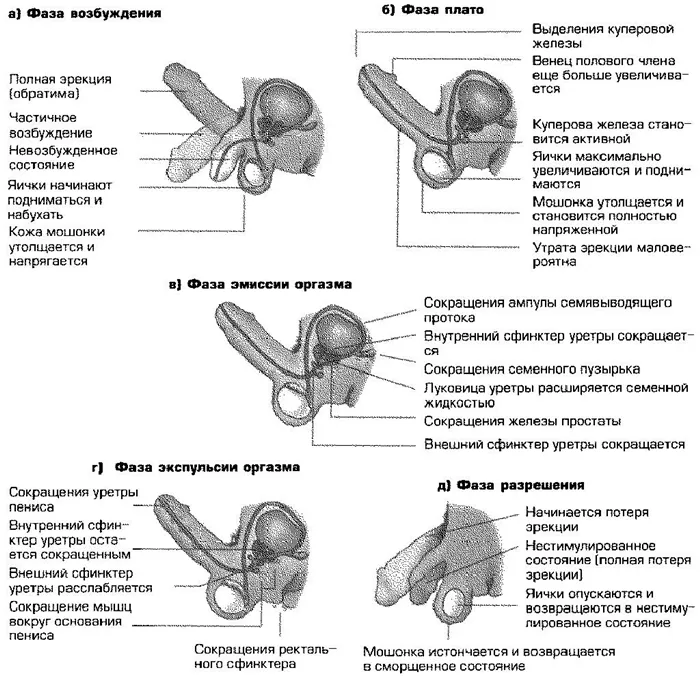 Оргазм и эякуляция у мужчин