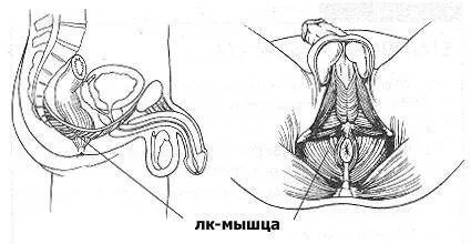 Лк-мышца