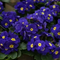 Примула обратноконическая (Primula obconica)