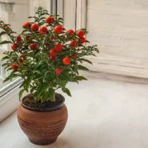 Паслен перечный (Solanum pseudocapsicum)