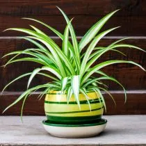 Хлорофитум хохлатый (Chlorophytum comosum)