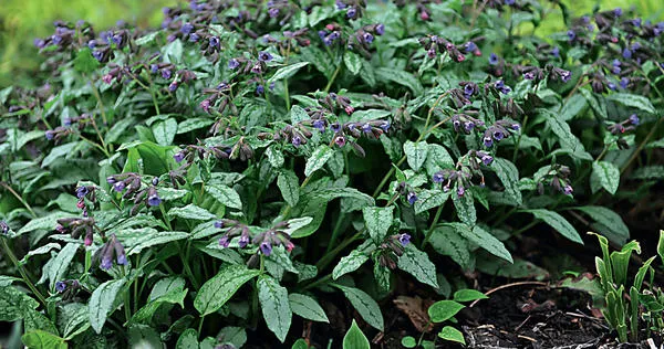 Медуница лекарственная (Pulmonaria officinalis)