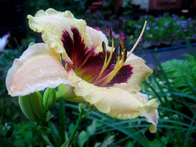 Лилейник (Hemerocallis)