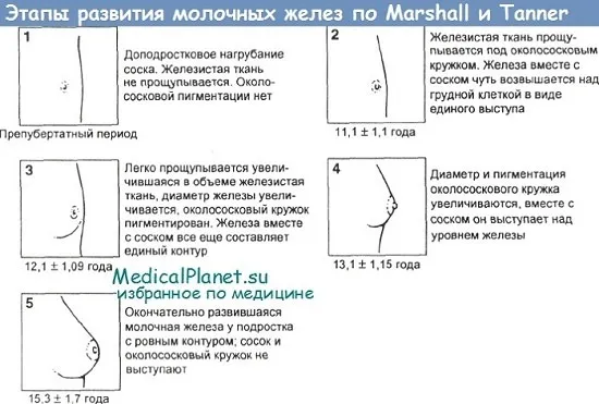 размер молочных желез в норме