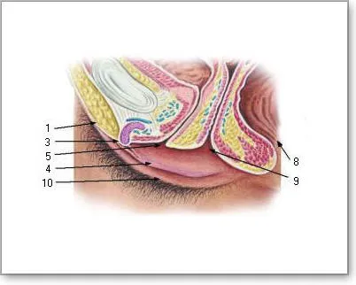 Женские половые органы