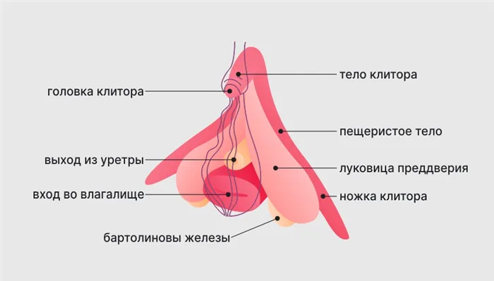 Сколько дырок в пизде 3