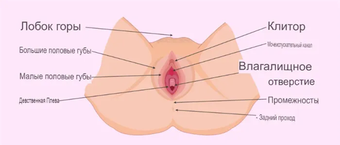 Сколько отверстий в женском влагалище