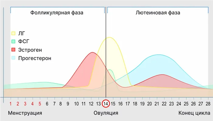 Двустворчатое влагалищное зеркало Куско