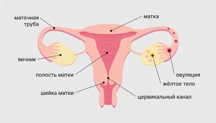 Ложкообразное влагалищное зеркало Симса