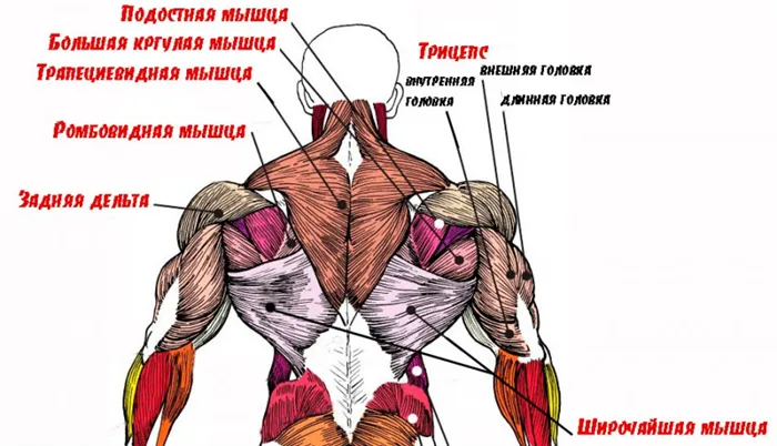 Анатомия мышц спины