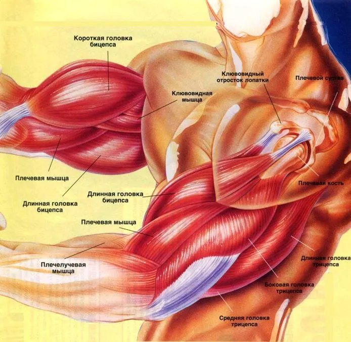 строение трицепса