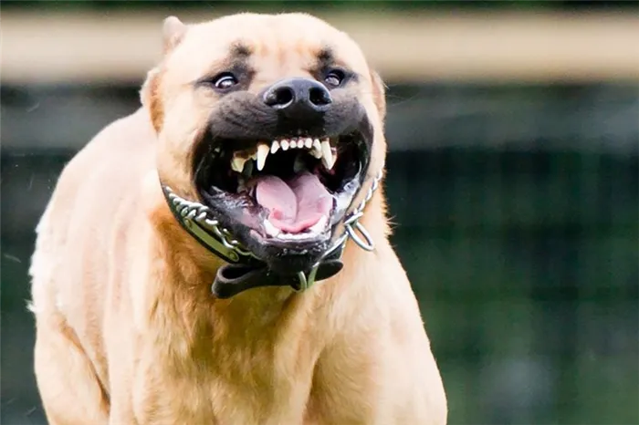 Pitbull Porcupine Attack