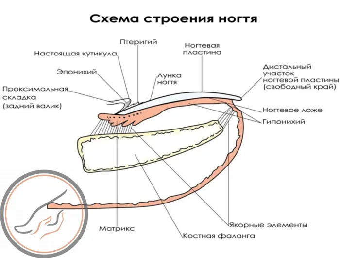 Строение ногтя, схема