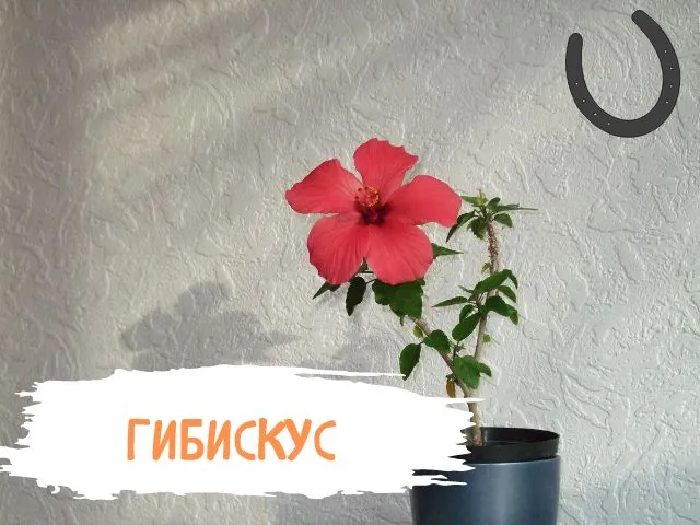 гибискус