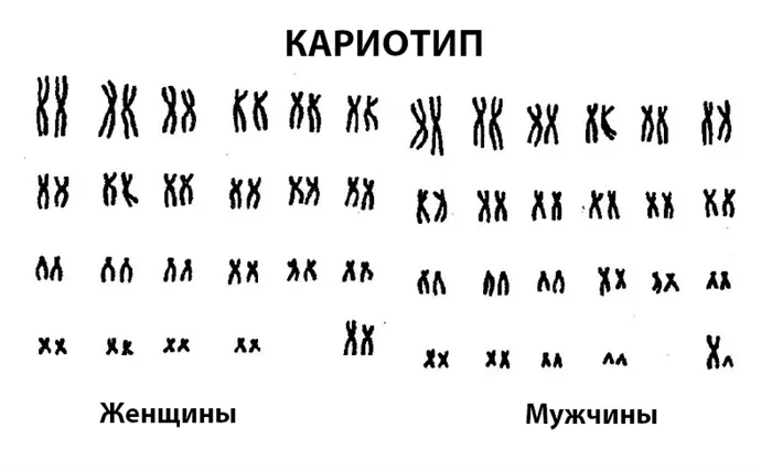 Как понять что у тебя хорошая генетика 4