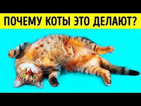 Почему кошки ложатся на спину при виде вас