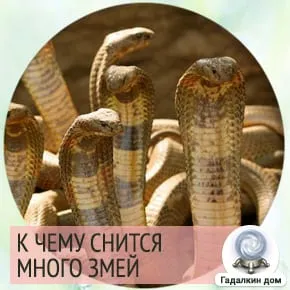 Сонник: много змей