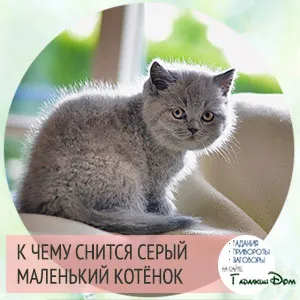 к чему снится черный маленький котёнок