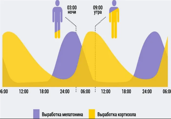 Гормон сна мелатонин и гормон бодрствования кортизол вырабатываются в различное время суток