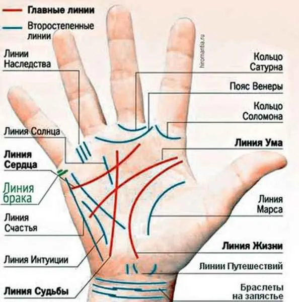 линии на ладони