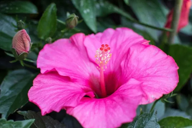 Гибискус китайский (Hibiscus rosa-sinensis L.)