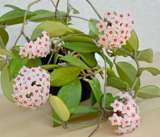 Хойя мясистая (Hoya carnosa)