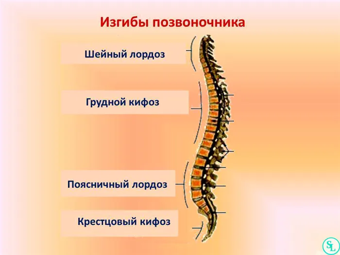 Физиологически наш позвоночник имеет два лордоза и два кифоза, всего четыре изгиба