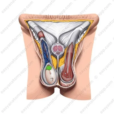 Придаток яичка (epididymis)