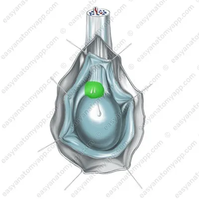 Головка придатка (caput epididymidis)