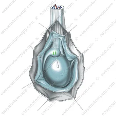 Привесок придатка (appendix epididymis)