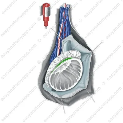 Синус придатка (sinus epididymidis)