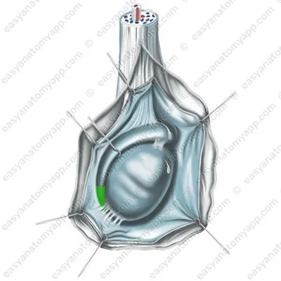 Хвост придатка (cauda epididymidis)