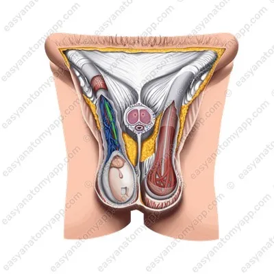 Семявыносящий проток (ductus deferens)