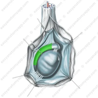 Тело придатка (corpus epididymidis)