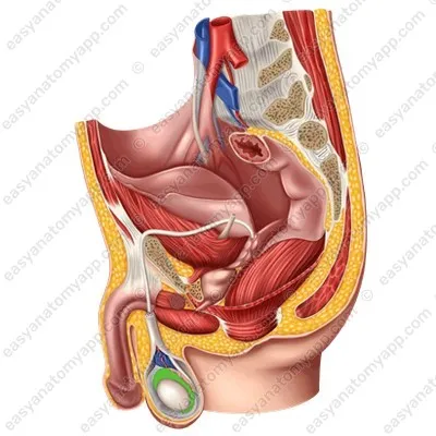 Придаток яичка (epididymis)