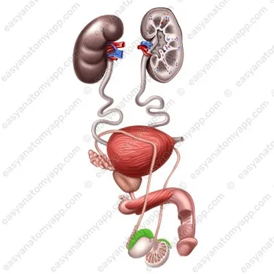 Придаток яичка (epididymis)