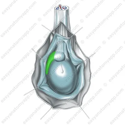 Тело придатка (corpus epididymidis)