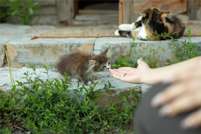 Как приручить уличного котенка 