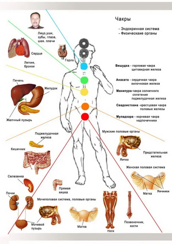 Анатомическая схема тела человека с обозначением чакр и зон их влияния на внутренние органы